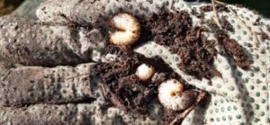 Drei Engerlinge des Rosenkäfers gefunden in der unteren Kompostschicht Engerlinge Rosenkäfer