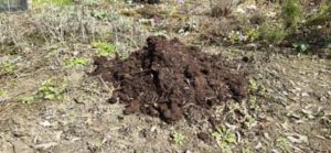 Dieser Kompost muss noch in die Gartenerde eingearbeitet werden Frischer Kompost auf Gartenbeet