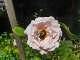 Rosenkäfer tragen zur Bestäubung bei Rosenkäfer