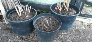 Hier werden die Dahlien vorgetrieben Dahlienknollen im Topf