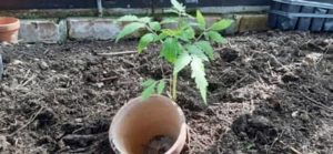 Zum Gießen kommt ein Topf neben die Pflanze Tomatenpflanze