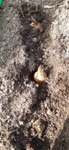 Abstand von ca. 5 cm zwischen den Zwiebeln Steckzwiebeln in Reihe