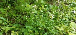 Einige wenige Blätter schmecken gut im Salat Behaartes Schaumkraut, Cardamine hirsuta