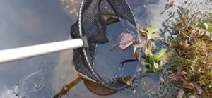 Abfischen sämtlicher auf der Wasseroberfläche schwimmender Materialien Blätter abkeschern
