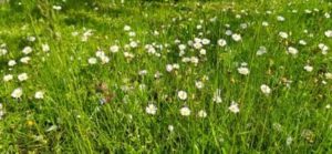 Sehen sehr hübsch aus im Rasen Gänseblümchen, Bellis perennis