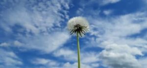 Die Samen des Löwenzahns verbreiten sich mit dem Wind Samenstand Löwenzahn