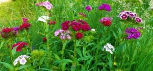 Bartnelke, Dianthus barbartus