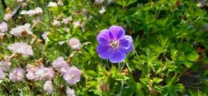 Blauer Storchschnabel