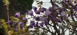 Blauregen, Wisteria sinensis