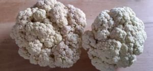 Blumenkohl aus dem Hochbeet