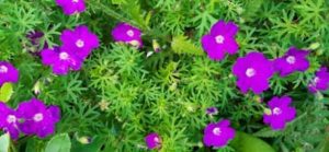Blutstorchschnabel, Geranium sanguineum i.S.