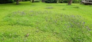 Braunelle im Rasen