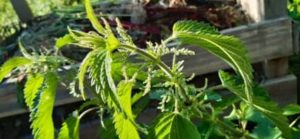 Brennessel, Urtica dioica