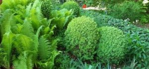 Buchskugeln vor dem Schneiden Buchsbaumkugeln, Buxus sempervirens
