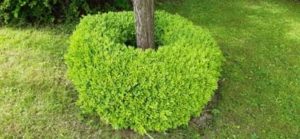 Buchshecke noch nicht bearbeitet Buchshecke vor dem Schnitt