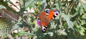 Disteln als Insektenpflanze