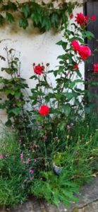 Duftende Rose