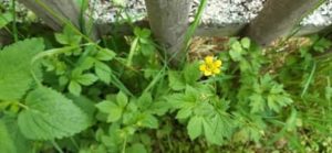 Echter Nelkenwurz, Geum urbanum