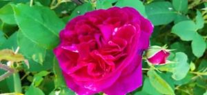 Englische Rose `Munstead Wood`