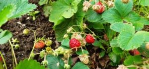 Die ersten Erdbeeren sind erntereif Erdbeeren erntereif