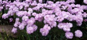 Federnelke, Dianthus spec.