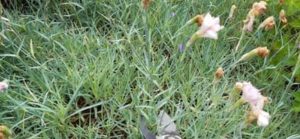 Die verblühten Blüten schneide ich bis auf das Blätterkissen zurück Federnelke verblüht