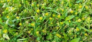 Feldklee, Trifolium campestre