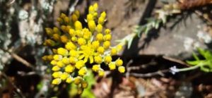 Felsen Fetthenne, Sedum reflexum