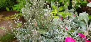 Verblühtes Filziges Hornkraut Filziges Hornkraut verblüht