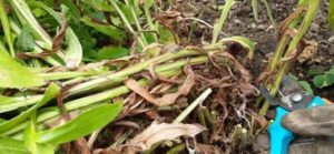 Die Flockenblume treibt nach dem Rückschnitt wieder aus Flockenblume nach Blüte zurück schneiden