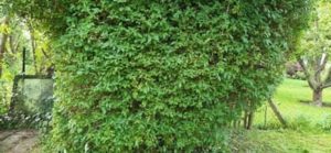 Zurückgeschnittene Forsythie Forsythie Formschnitt