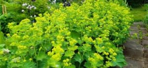 Frauenmantel, Alchemilla mollis