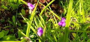 Garten Dreimasterblume, Tradescantia andersoniana