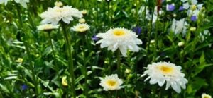 Garten Margerite gefüllt, Chrysanthemum spec.