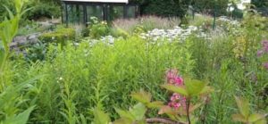 Garten im Juli