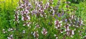 Gartensalbei, Salvia spec.