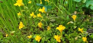 Gelbe Gauklerblume, Mimulus guttatus