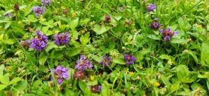 Gemeine Braunelle, Prunella vulgaris