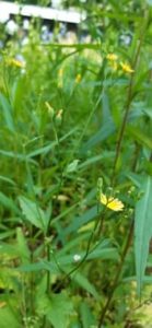 Gemeiner Rainkohl, Lapsana communis