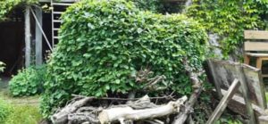 Hainbuchenhecke ideal für Vögel Geschnittene Hainbuchenhecke über Totholz