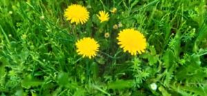Gewöhnliches Ferkelkraut, Hypochaeris radicata