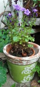 Kommt jedes Jahr wieder Glockenblume, Campanula portenschlagiana