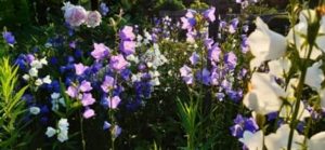 Glockenblumen und Pfingstrose