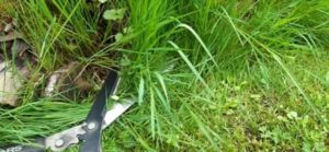 Lang gewachsenes Gras lässt sich gut mit der Heckenschere schneiden Gras an den Kanten schneiden