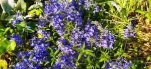 Großer Ehrenpreis, Veronica teucrium