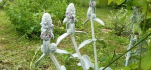 Hasenohr, Wollziest, Stachys byzantina