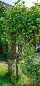 Heckenkirsche, Geißblatt, Lonicera periclymenum