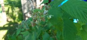 Himbeere, Rubus idaeus spec.