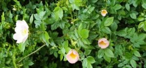 Hundsrose, Rosa canina