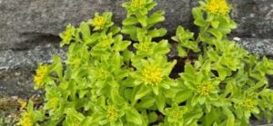 Immergrünchen, Sedum hybridum
